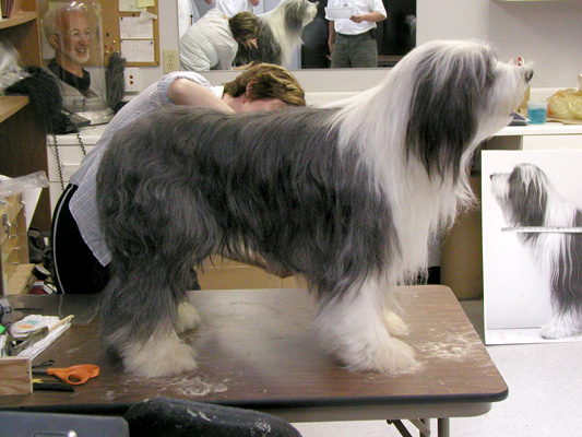 The Shaggy Dog Image 12