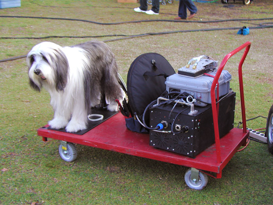 The Shaggy Dog Image 14