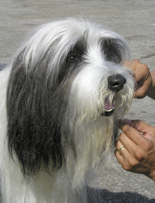 The Shaggy Dog Image 15