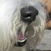 Go to The Shaggy Dog Image 15