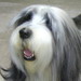 Go to The Shaggy Dog Image 4